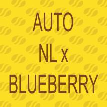Auto NL x Blueberry 