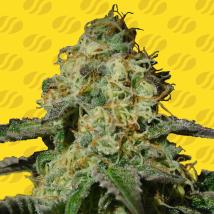 Best Seller - Jealousy Auto