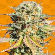Bruce Banner 3