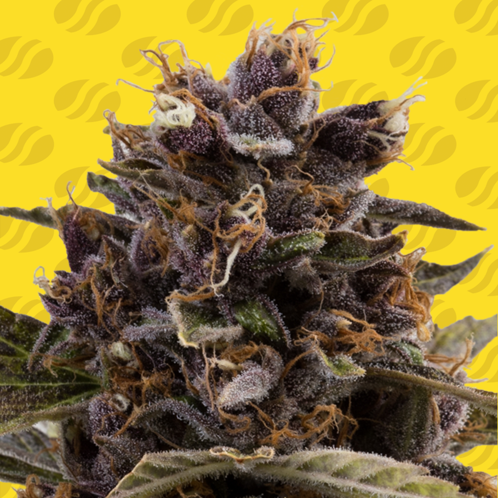 Black Dog Auto Cannabis Seeds