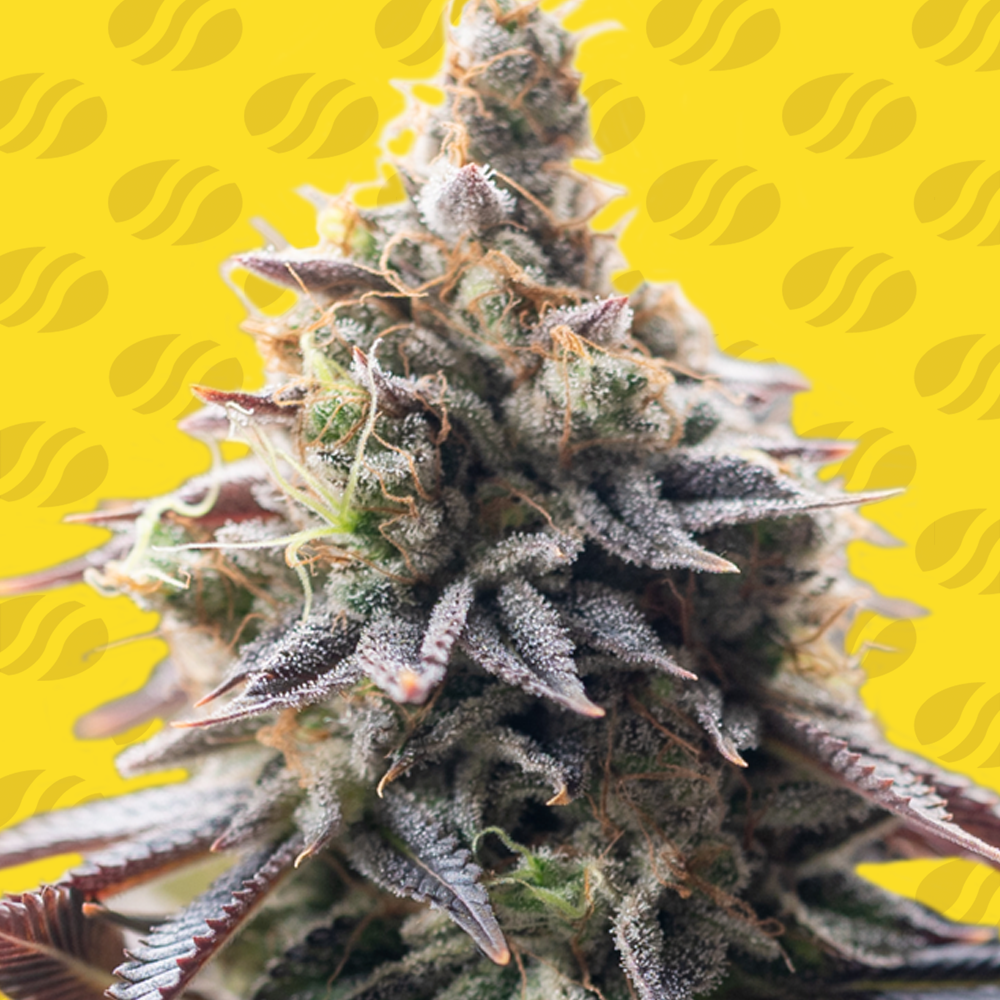 Grape Soda Auto Cannabis Seeds