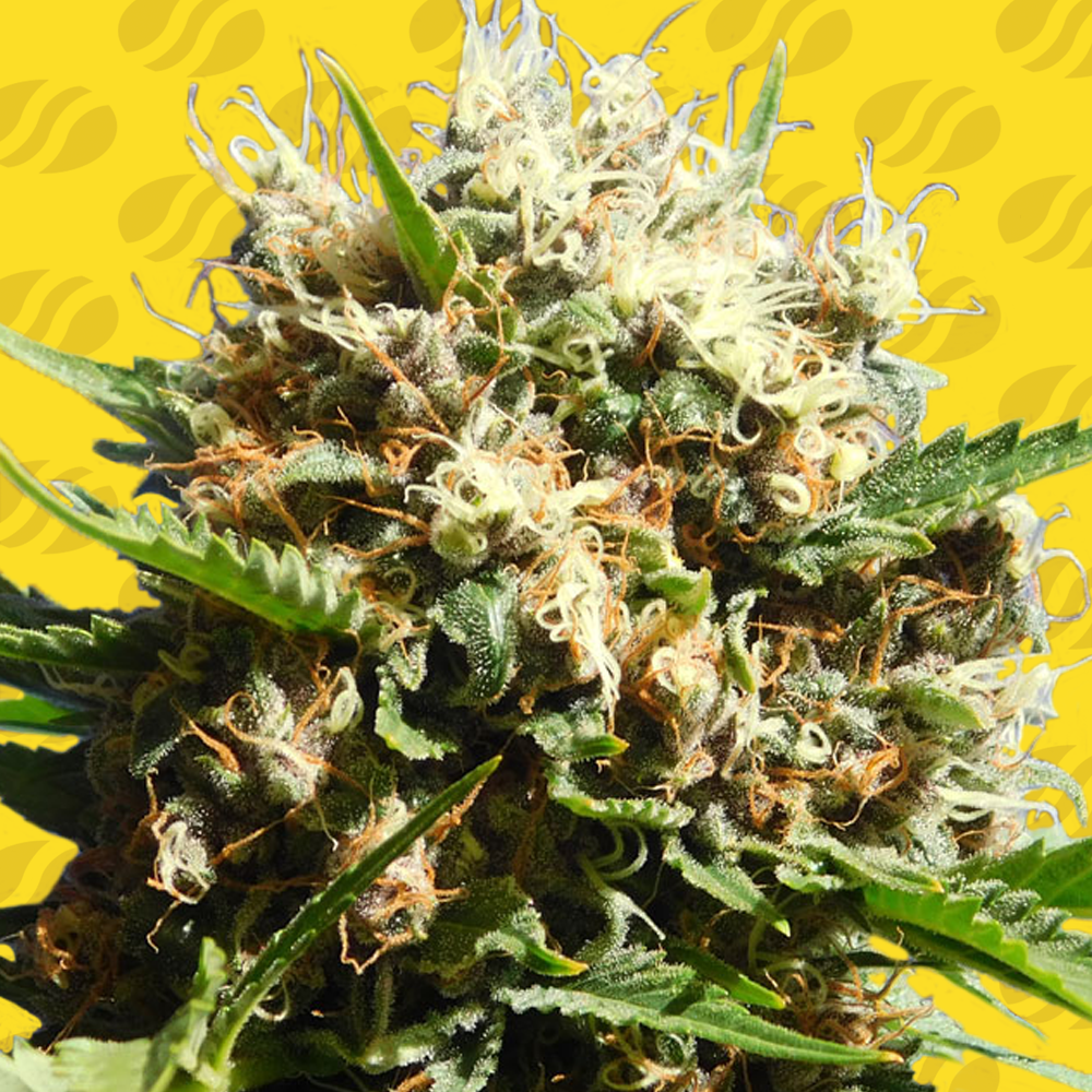 Runtz Auto Cannabis Seeds