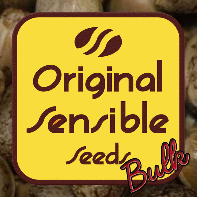 Buy Original Sensible Seeds Auto Bubba Kush FEM