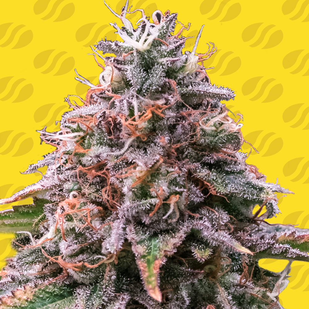 Strawberry Pie Auto Cannabis Seeds