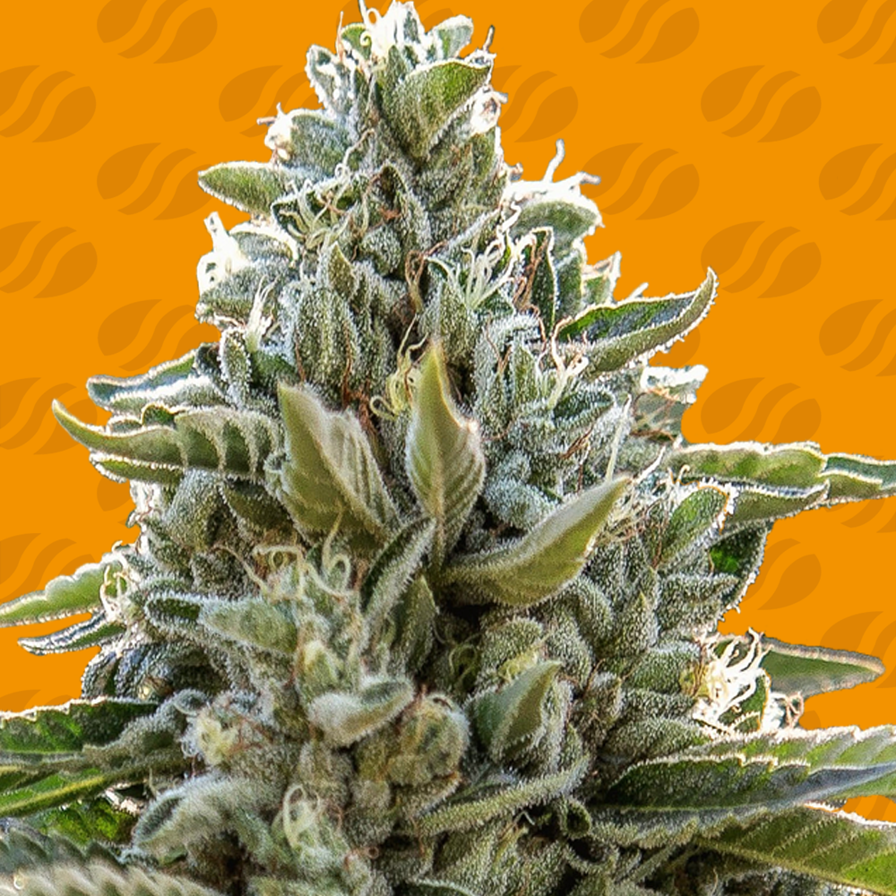 Frosted Guava Cannabis Seeds