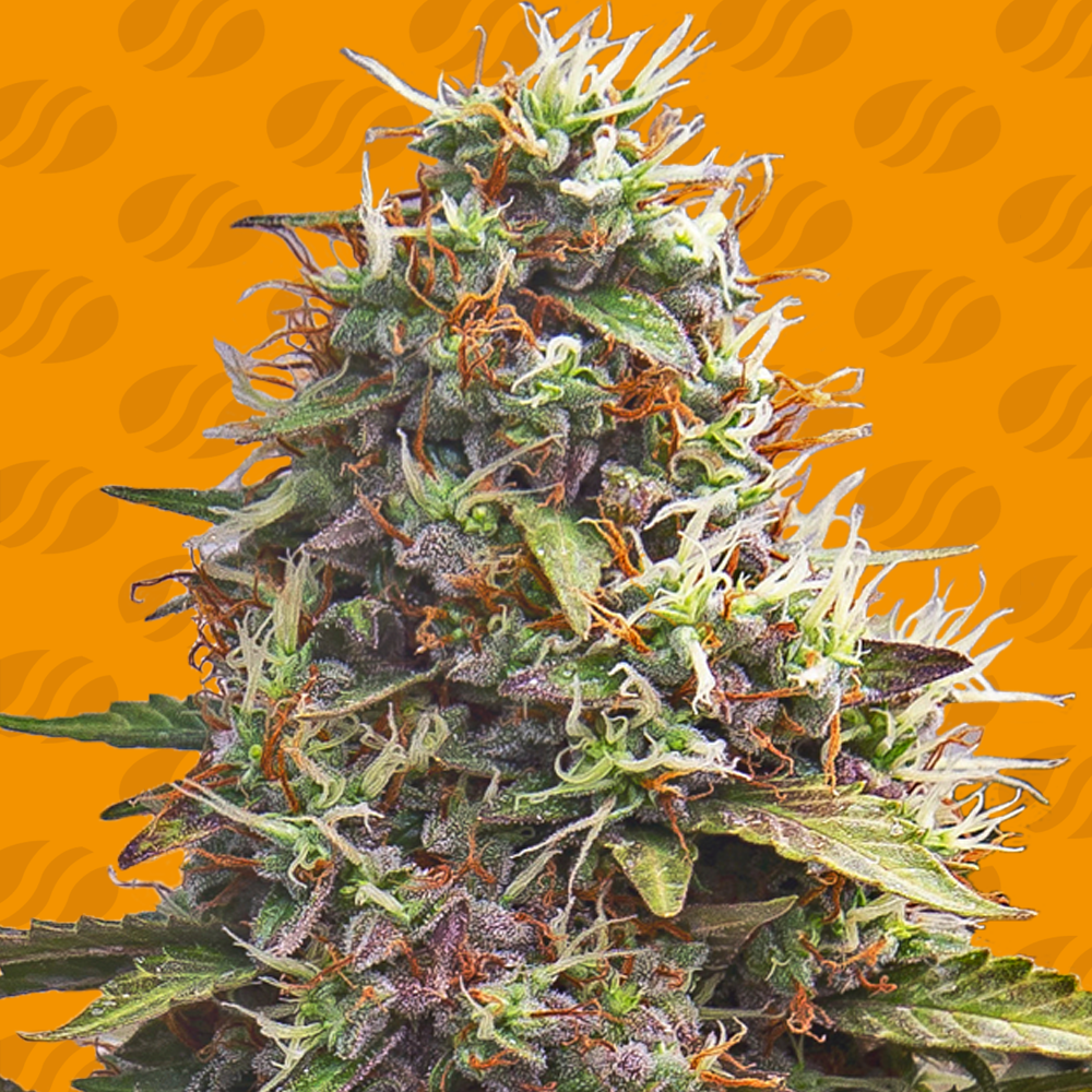 Buy Original Sensible Seeds Pellezino Cookies FEM