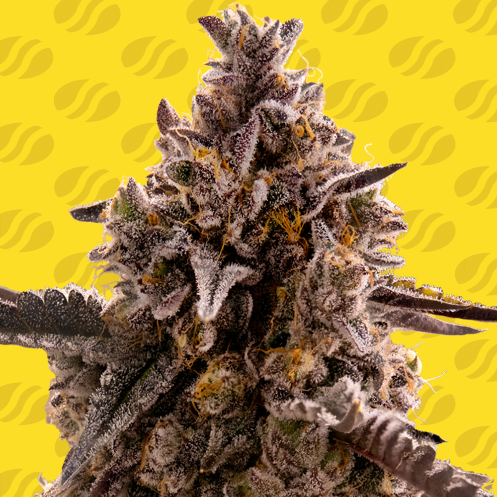 Black Orchid Auto Cannabis Seeds