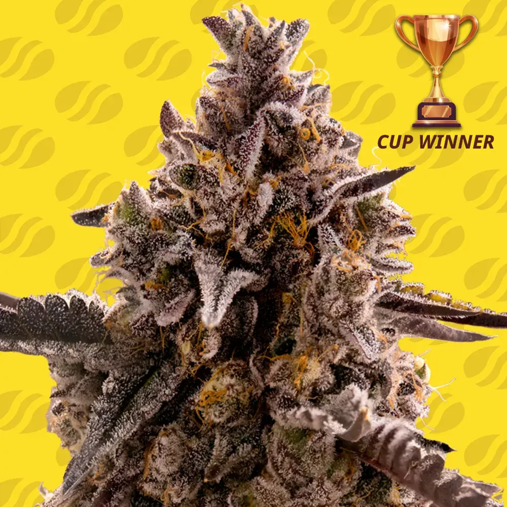 Black Orchid Auto Cannabis Seeds