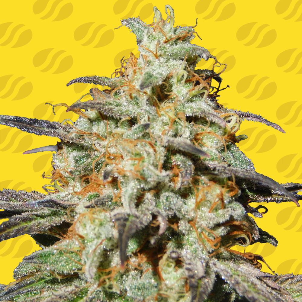 Buy Original Sensible Seeds Biscotti Auto FEM