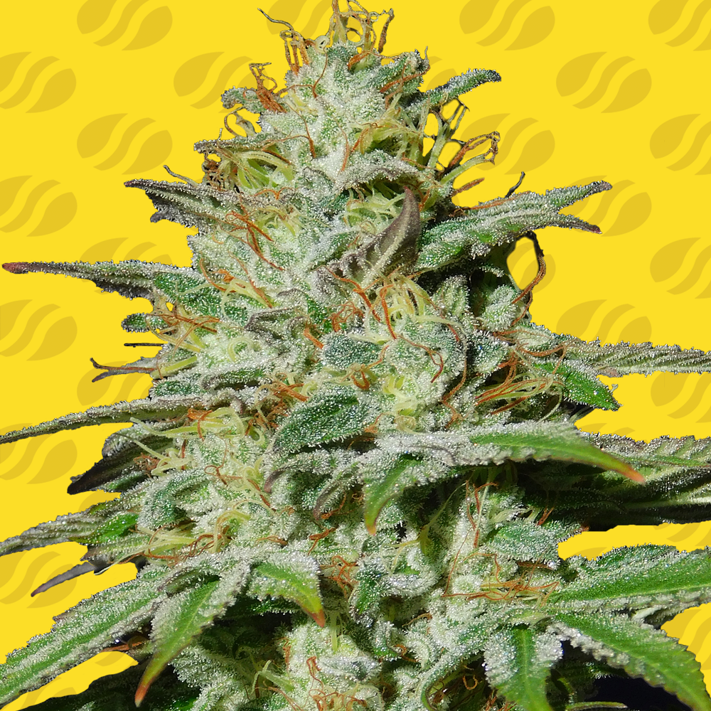 Jungle Lava Auto Cannabis Seeds