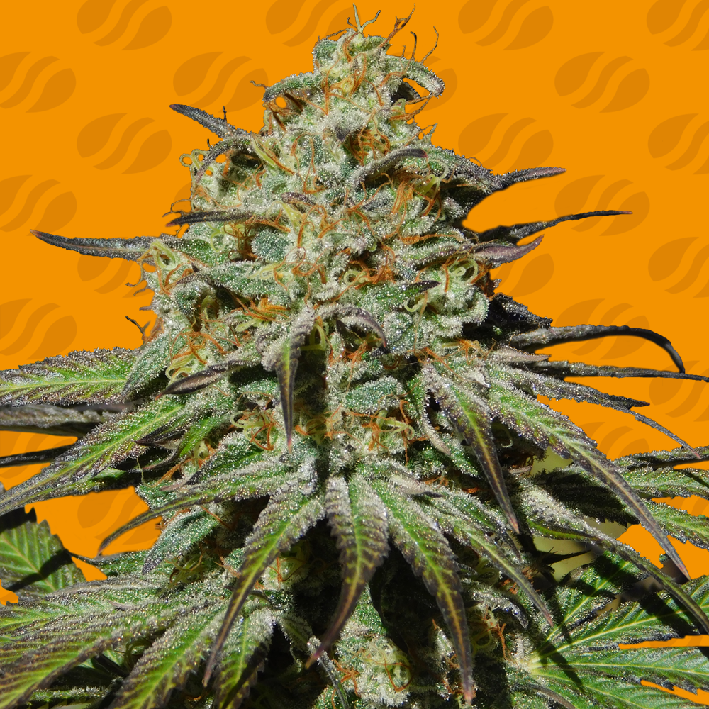 Jealousy Cannabis Seeds