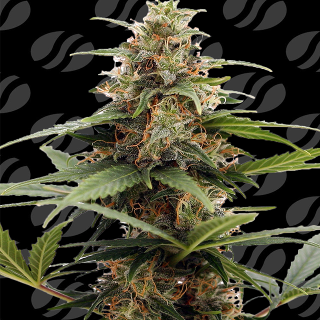 Buy Original Sensible Seeds Orange Ooze FEM