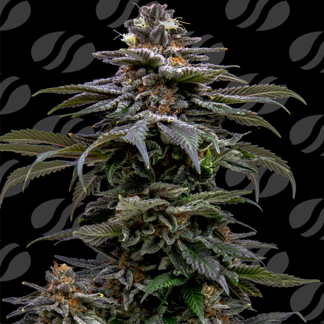 Buy Original Sensible Seeds Purple Overload FEM