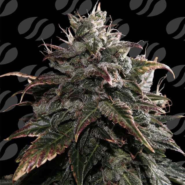 Buy Original Sensible Seeds Papaya Stank FEM