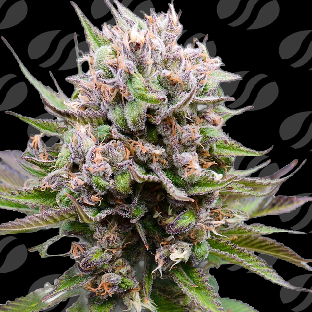 Buy Original Sensible Seeds Auto Cotton Berry Rush FEM