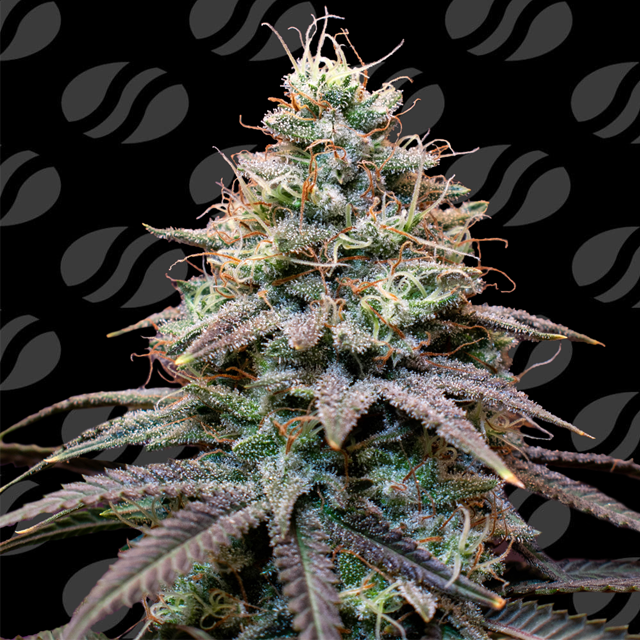 Buy Original Sensible Seeds FumePop Auto FEM
