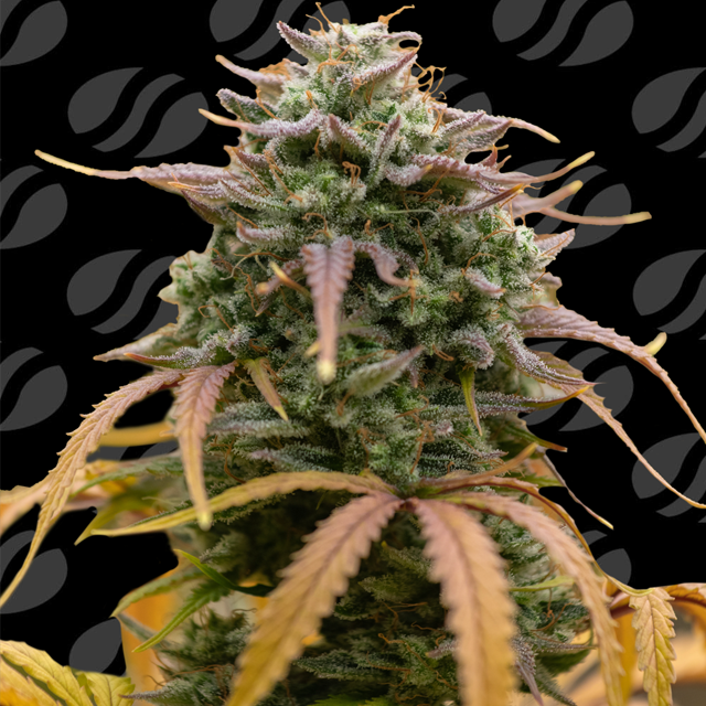 Buy Original Sensible Seeds Pineapple Pulse Auto FEM