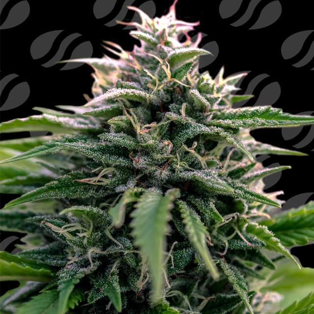 Buy Original Sensible Seeds Creamzilla Auto FEM