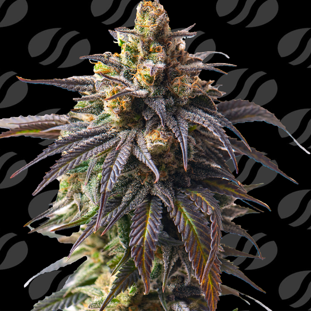 Buy Original Sensible Seeds Auto Velvet Drip FEM