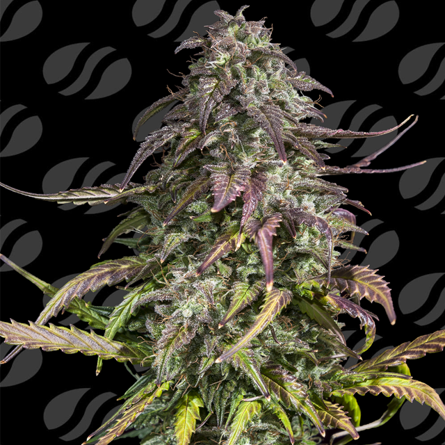 Buy Original Sensible Seeds Melon Mosh Auto FEM