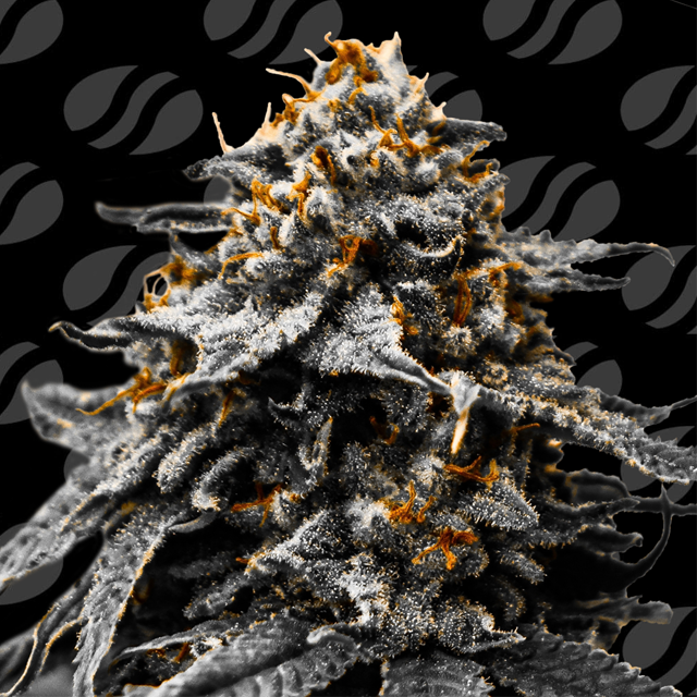 Buy Original Sensible Seeds Auto Twilight Zlush FEM