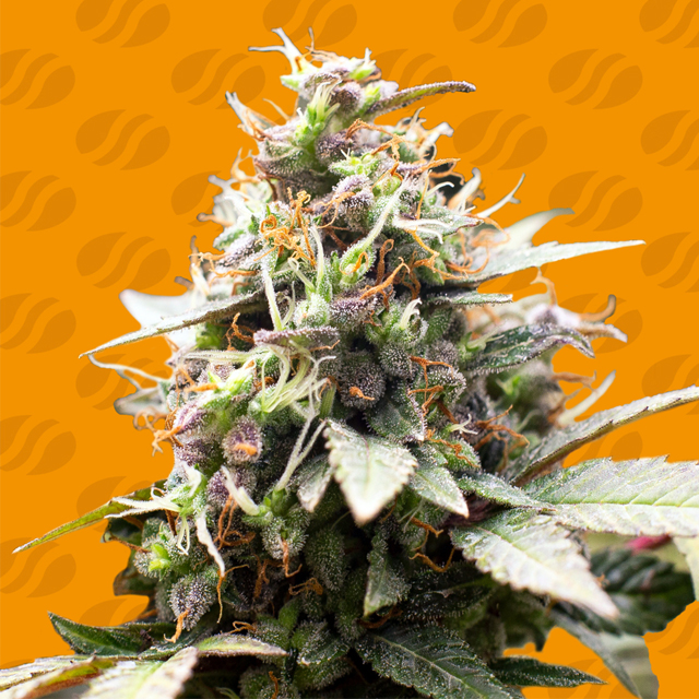 White Raspberry Truffle