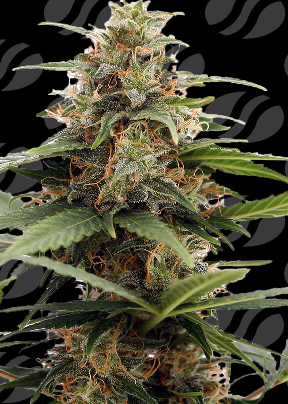 Buy Original Sensible Seeds Orange Ooze FEM