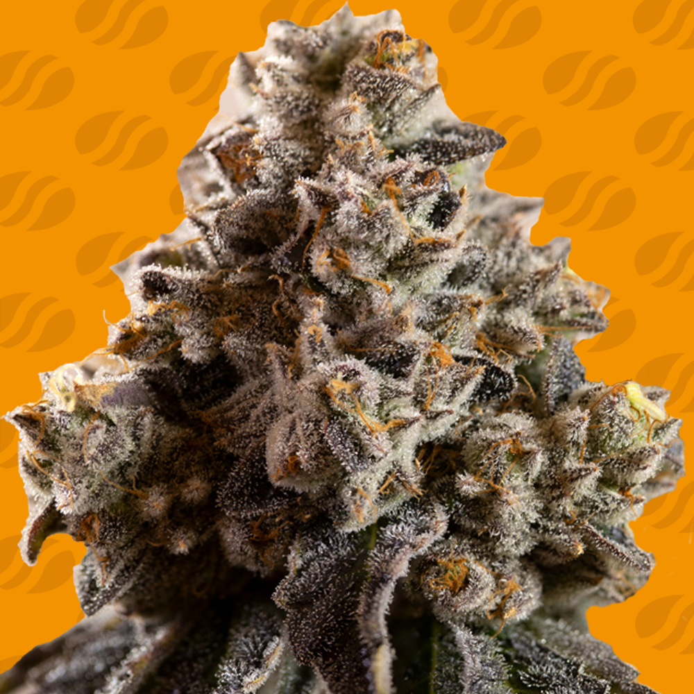 Buy The Heritage Circle Alien Moonrocks FEM
