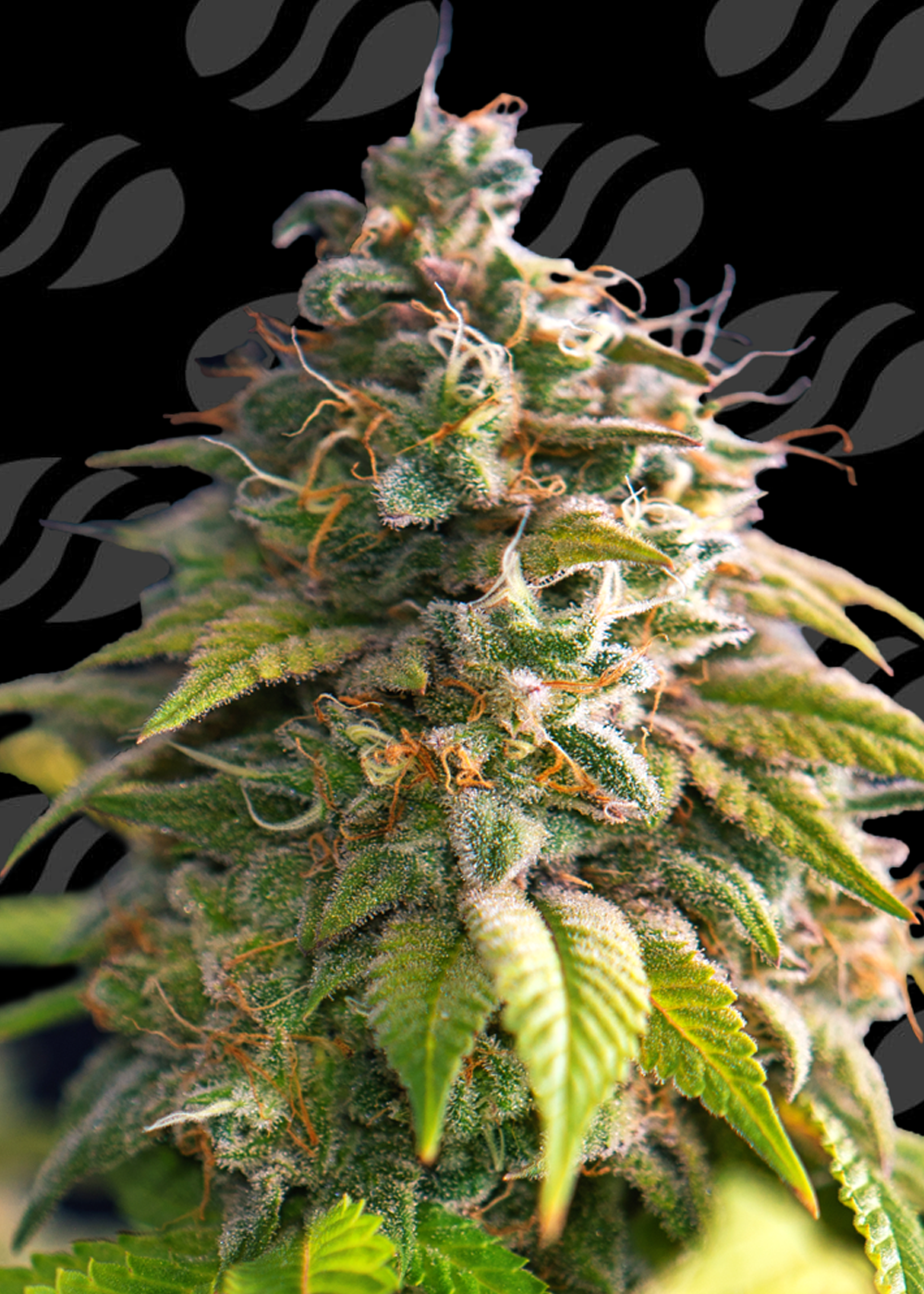 Buy Original Sensible Seeds Citrus Slurp FEM
