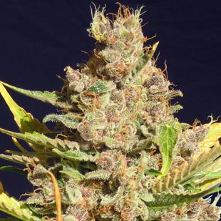 Buy Original Sensible Seeds Alien Gorilla FEM