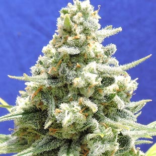 Buy Original Sensible Seeds Amnesia Lemon Kush FEM