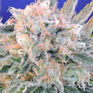 Buy Original Sensible Seeds Auto Blueberry Ghost OG FEM