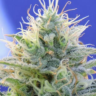 Buy Original Sensible Seeds Auto Ghost OG FEM