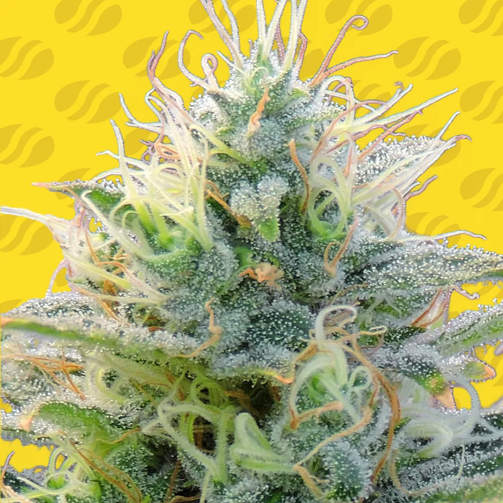 Buy Original Sensible Seeds Auto Ghost OG FEM