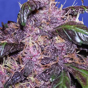 Buy Original Sensible Seeds Auto Purple FEM