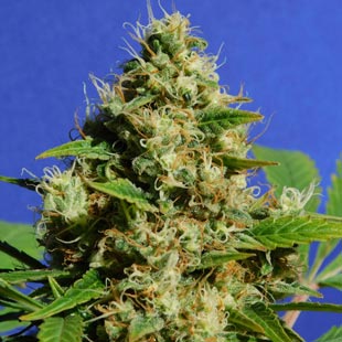 Buy Original Sensible Seeds Banana Sherbet FEM