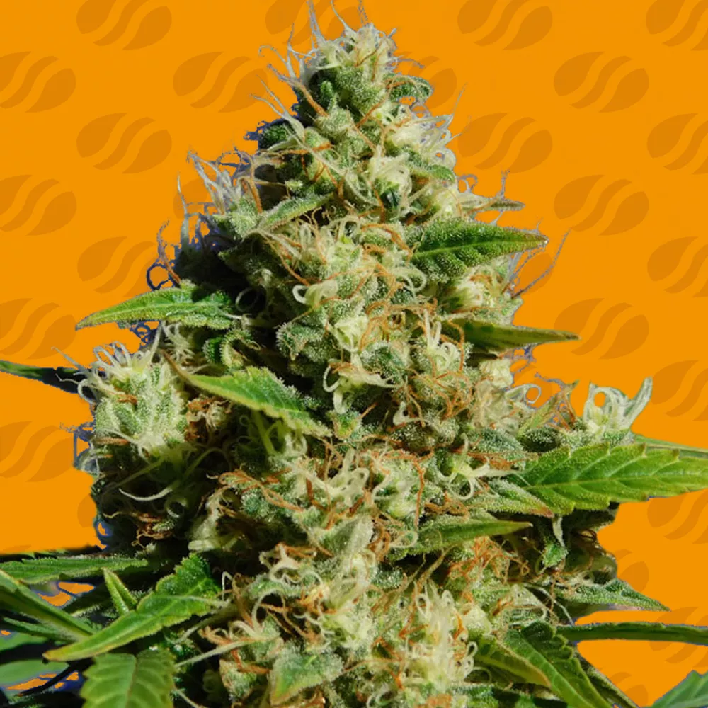 Buy Original Sensible Seeds Banana Sherbet FEM