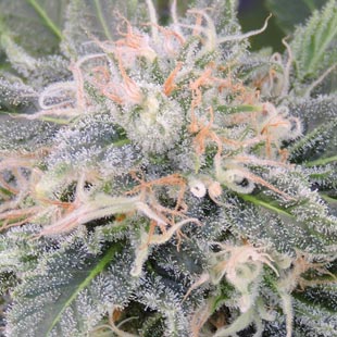 Buy Original Sensible Seeds Black Ghost OG FEM