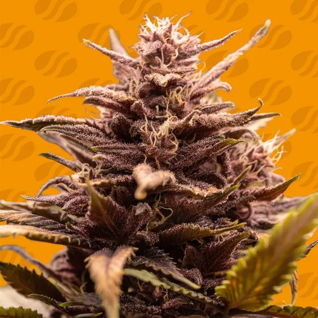 Buy Original Sensible Seeds Blackwater FEM