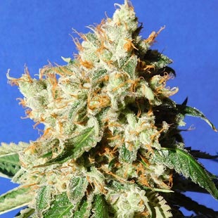 Buy Original Sensible Seeds Blueberry Cookies Auto FEM