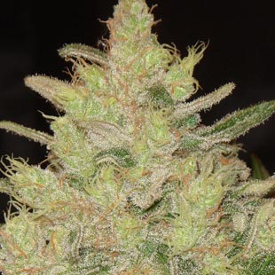 Buy Original Sensible Seeds Blueberry Ghost OG FEM