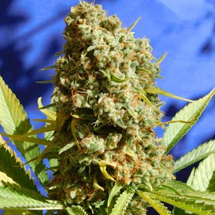 Buy Original Sensible Seeds Bruce Banner 3 Fast FEM