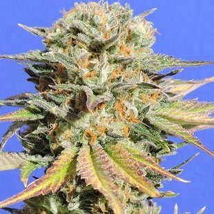 Buy Original Sensible Seeds Bruce Banner #3 FEM