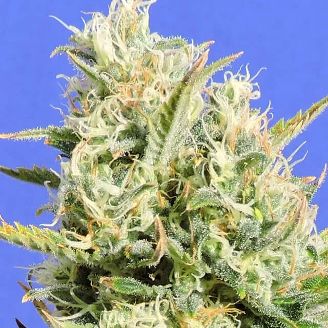 Buy Original Sensible Seeds CBD Lemon AID FEM