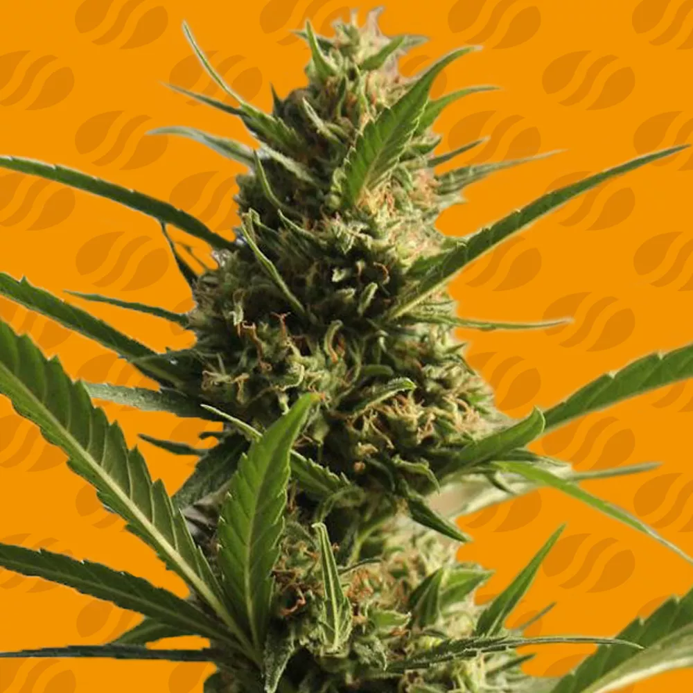 Buy Original Sensible Seeds CannaBoom CBD+ FEM