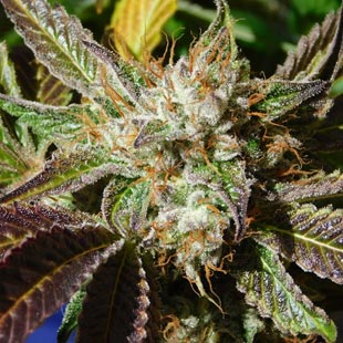 Buy Original Sensible Seeds Do-Si-Dos Auto FEM