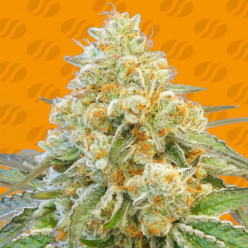 Buy Original Sensible Seeds Do Si Dos OG FEM