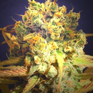 Buy Original Sensible Seeds Dr Bruce Banner CBD FEM