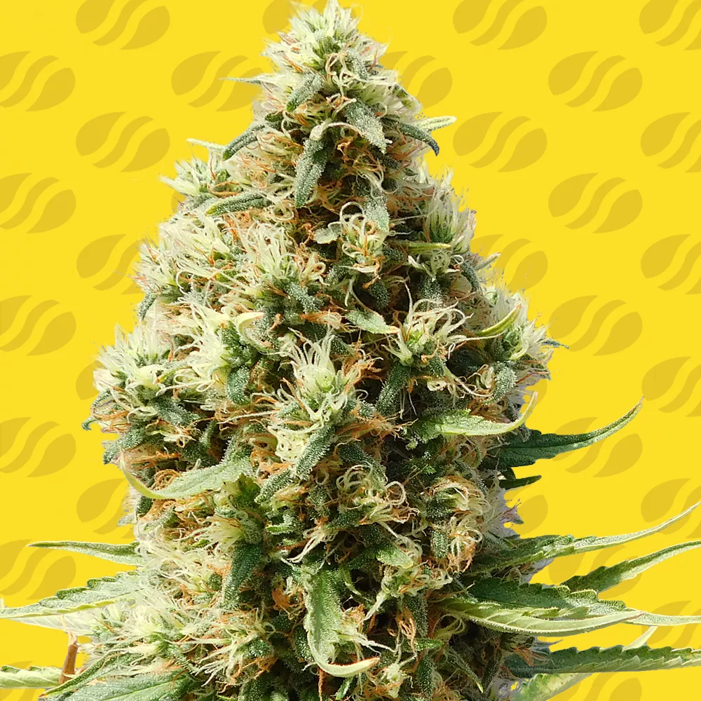 Buy Original Sensible Seeds Frosted Guava Auto FEM