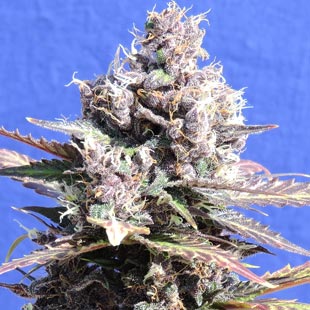 Buy Original Sensible Seeds Gelato FEM